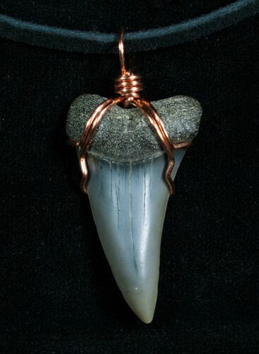 Fossil Mako Shark Tooth Necklace #4874